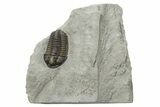 Calymene Niagarensis Trilobite Fossil - New York #269920-1